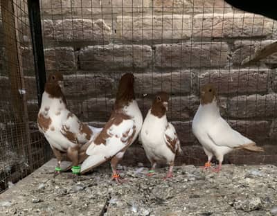 Lala pishori pila gulo ma kachpar