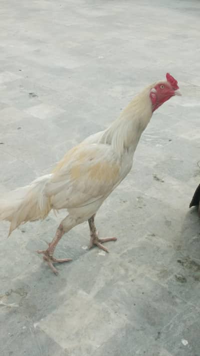 heera male white nok nali me hai