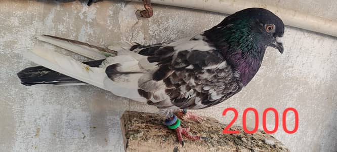 high flying pigeon, male female perwazi breader mix,