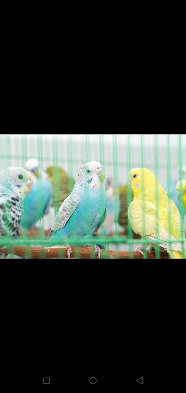 home breed budgies 0