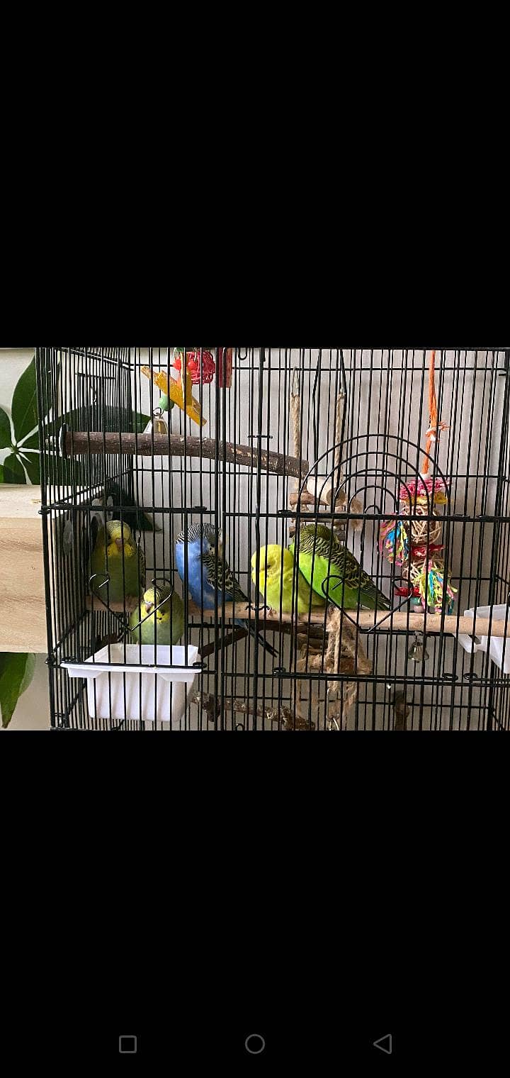 home breed budgies 1