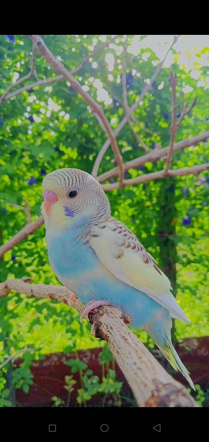 home breed budgies 3
