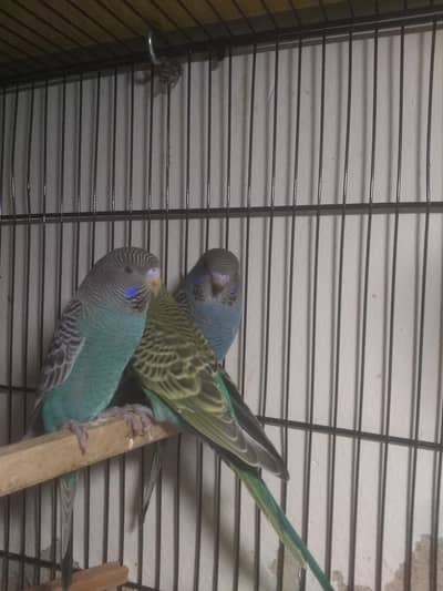 BF to BW Combo split Gray pair top class bloodline all birds available