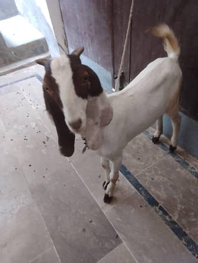 male and female goat