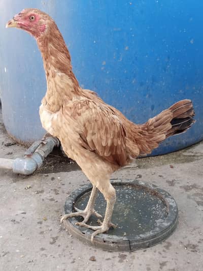 burmi aseel female 03209745706