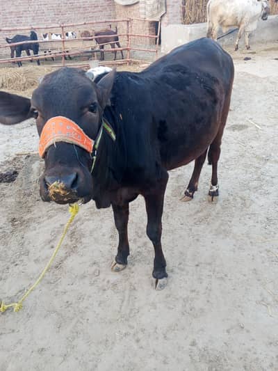 Black Sahiwal yulati cross