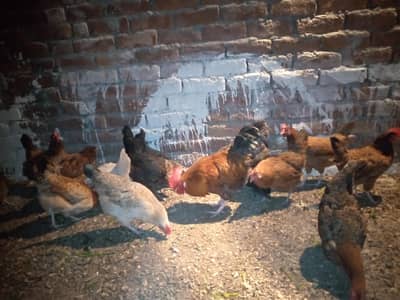 healthy hens for sale