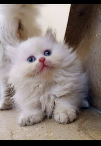 White Persian Kitten