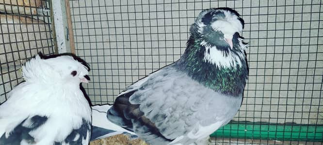 burkha breeder pair exchange with Aseel Thai hen