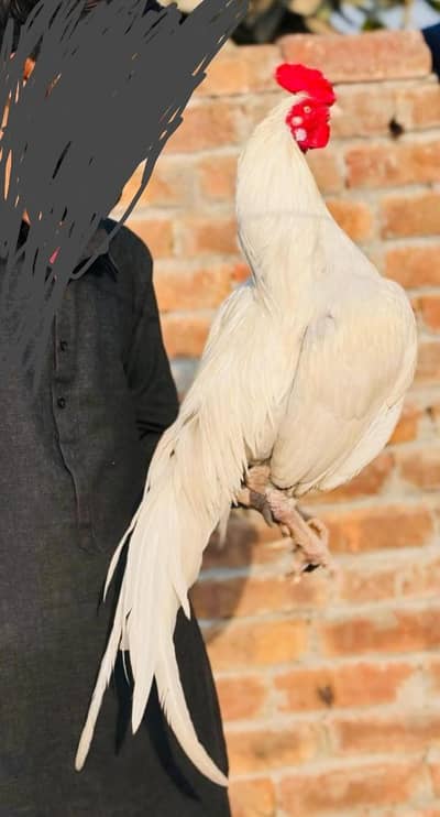 Paper wait Exchange bareedr murgy sy