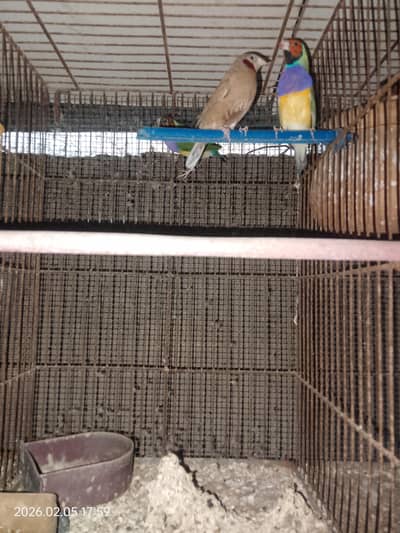 gouldian, cut throat