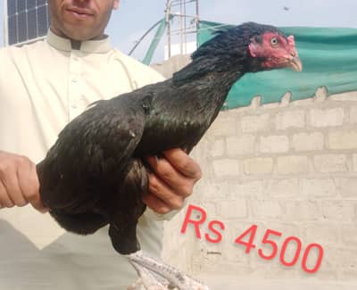 Aseel Sindhi Pure Breed