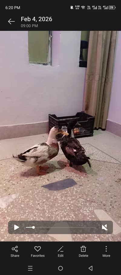 Pair of Duck