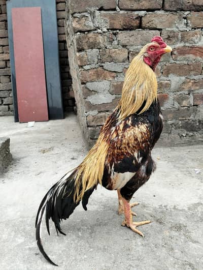 Jawa Murga or lakha Murga  available