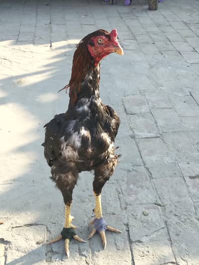 . . . . . . 03134646510 Whatsapp