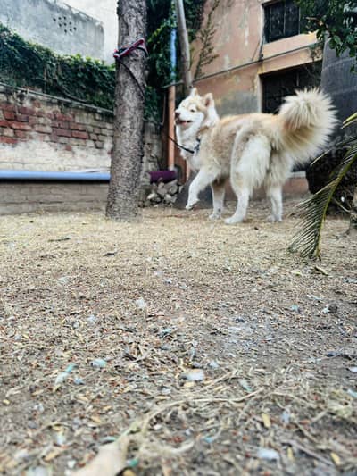 Pure Siberian Husky Female (Odd Eyes) For Sale – “Lily”
