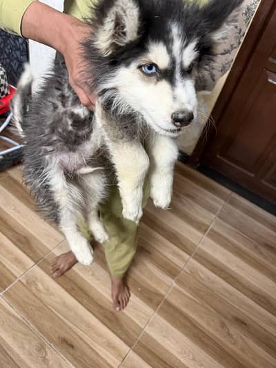 Siberian husky male female puppies available for sale