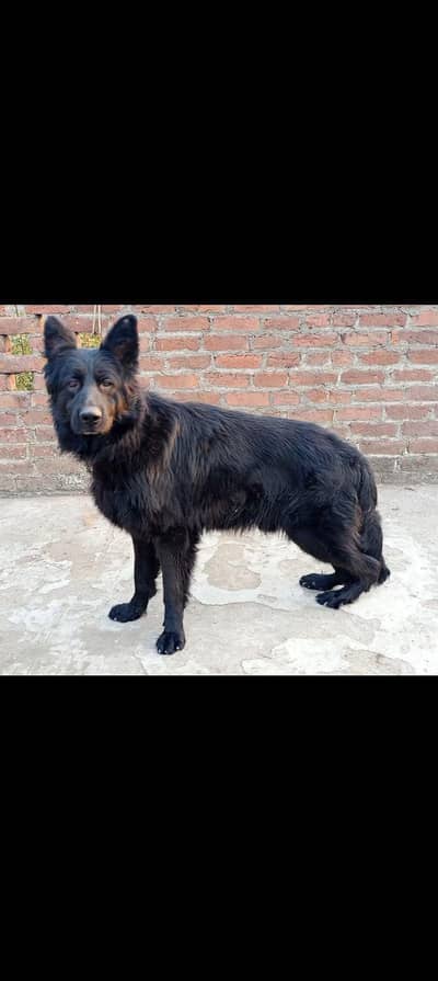 BREEDER LONG COAT BLACK SHEPHERD FOR STUD