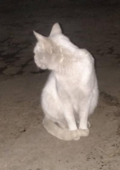 #cat#animal#beautyful