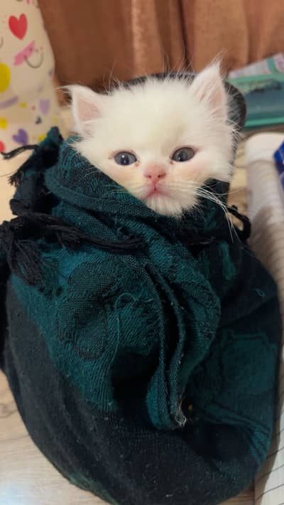 Persian Kitten Male (Triple Coated)