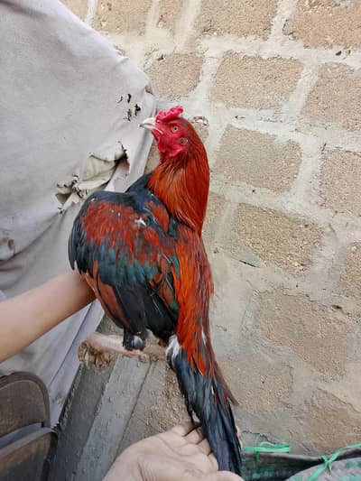 Mashallah to Qualify lakha 03422719740