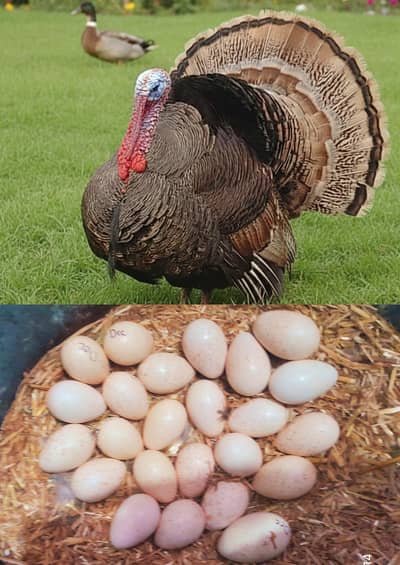 Turkey birds Eggs Urgent Sale