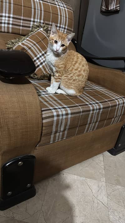 Playfull and trained cat for free