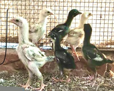 aseel  chicks only 7 pieces available