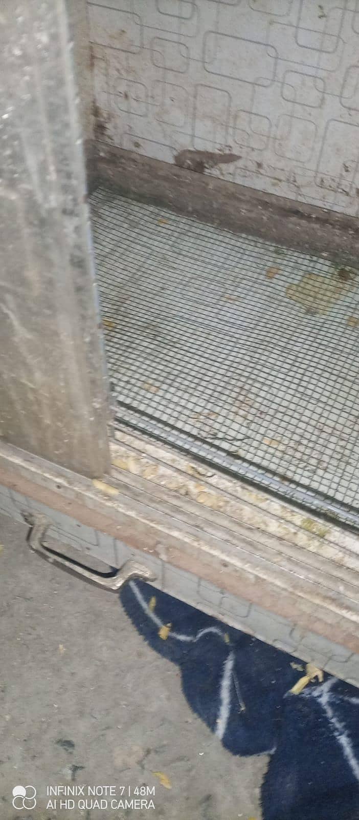 brooder best for chicks 0