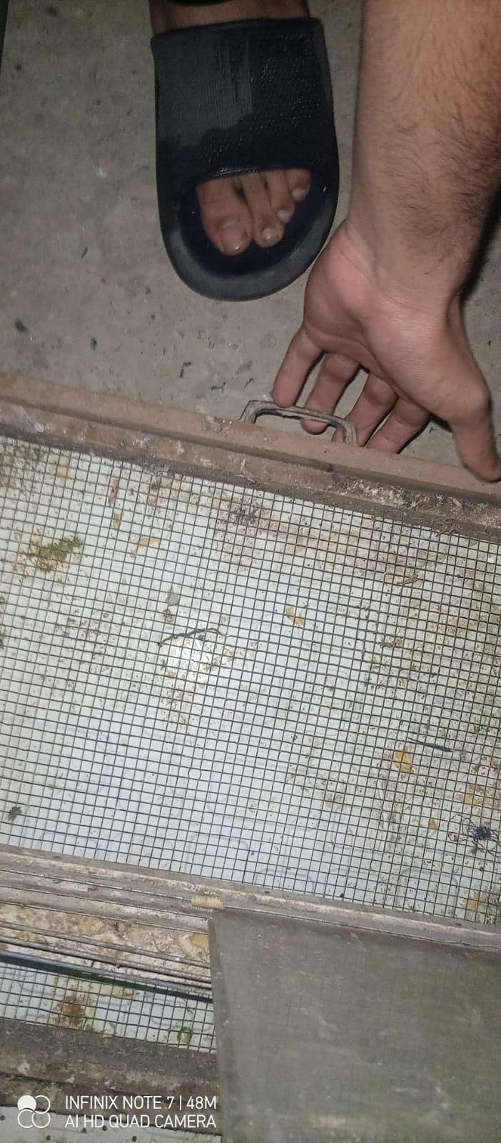 brooder best for chicks 1