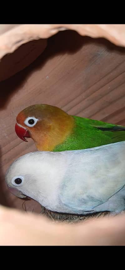 love birds pair price 2000 sale content number 03151165328