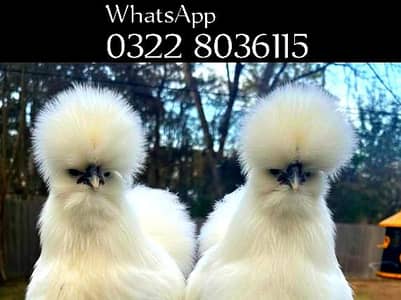 White Silkie Hens For sale