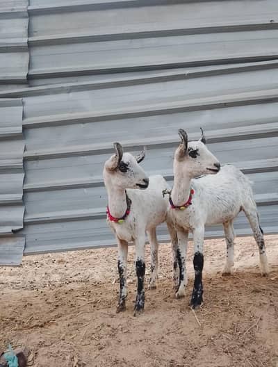 Burberry nasal # 2 male