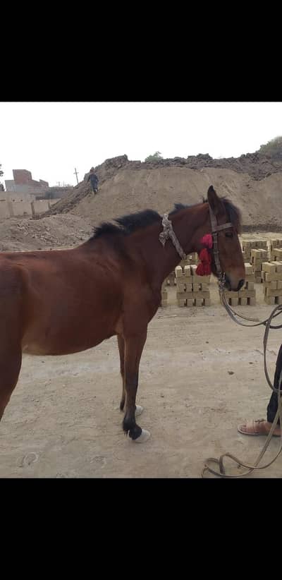 Horse available for Riding Only for Females. Ryk . Whatspp 03489860904