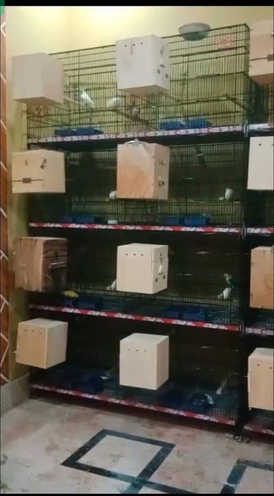 Bird Cages for sale