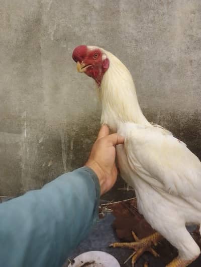 Parrot Beak longtail Aseel Chicks Available