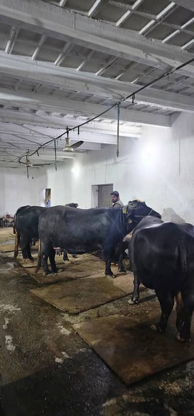 2 Pregnant Buffalos For Sale, High Genetics, Nili