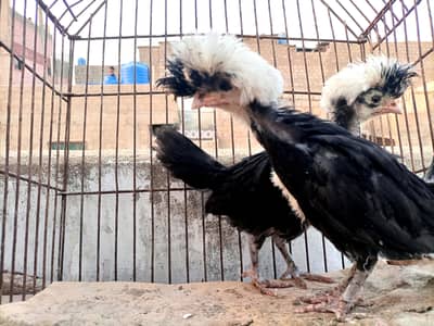 Black Polish crusted chiks