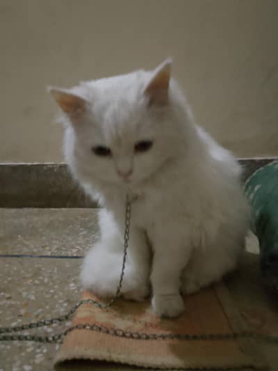 Persian female cat for sale