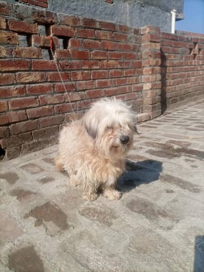 female hete pa ai ha