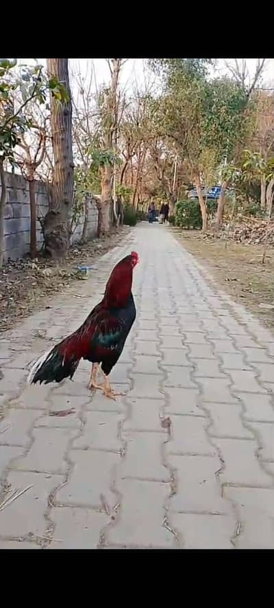 Active and healthy home breed  birds