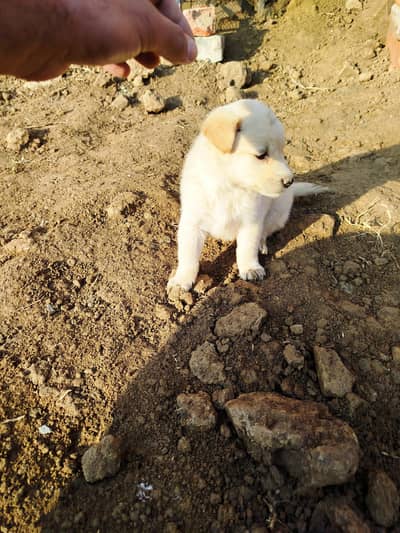 labrador puppy