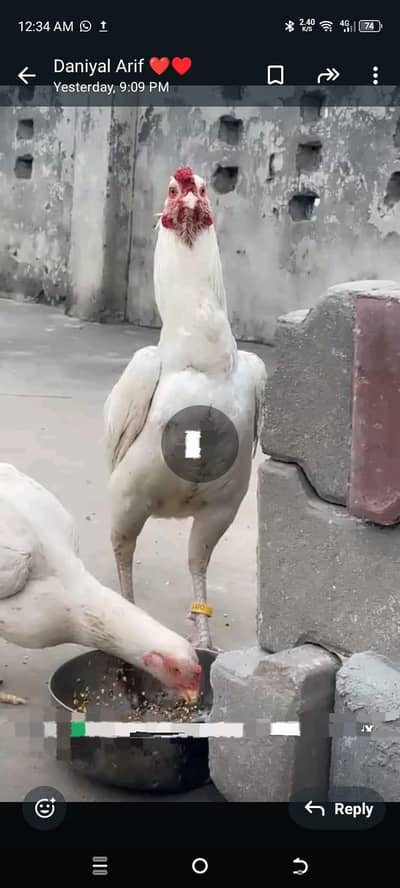 hera cross pair sale