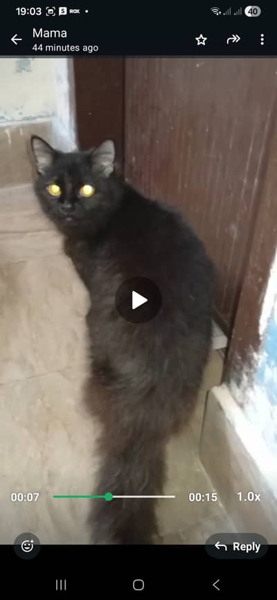 PERSION TRIPPLE COATED