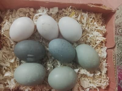 Black Cayoga+Khakki Camble eggs