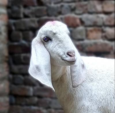 خوبصورت گلابی راجن پوری پٹھ