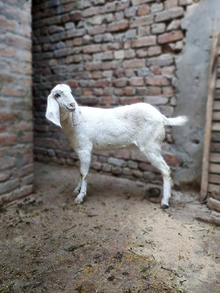 خوبصورت گلابی راجن پوری پٹھ 1