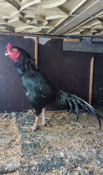 mushka lakha high quality aseel hen