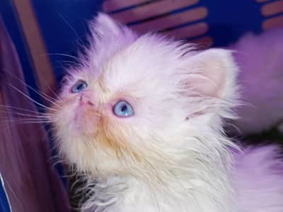 Pure pikki Face High Quality