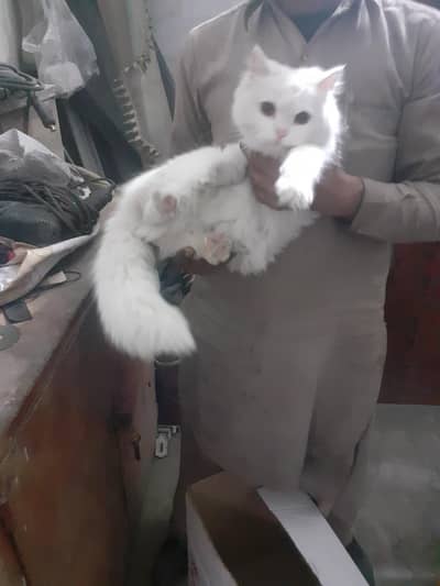 Persian cat